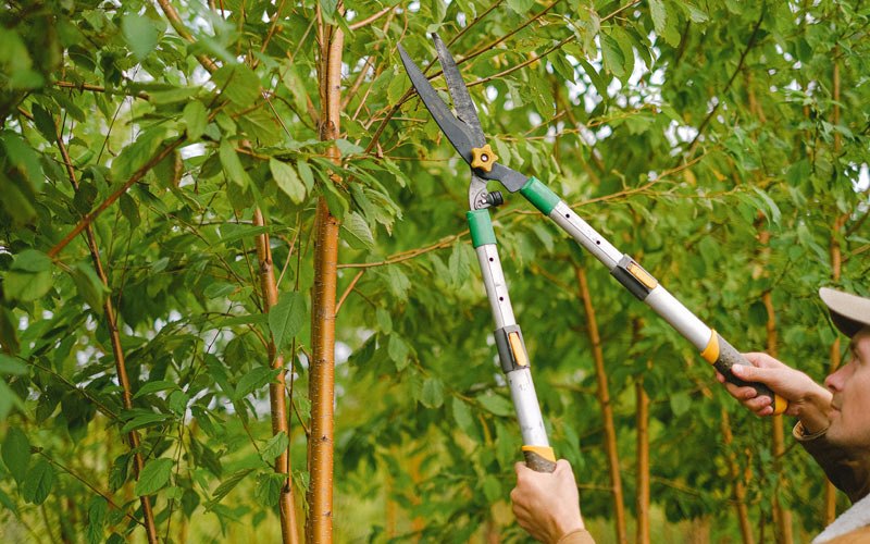 Tree trimming in Norridgewock, ME